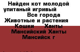 Найден кот,молодой упитаный игривый 12.03.2017 - Все города Животные и растения » Кошки   . Ханты-Мансийский,Ханты-Мансийск г.